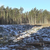 Samilzis konflikts starp dabas draugiem un 'Latvijas Valsts mežiem'