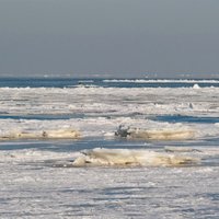 Mērsragā izglābj divus uz ledus gabala jūrā iepeldējušus cilvēkus