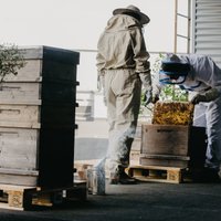 Video: 'Stockmann' jumta bites noslēdz medus vākšanas sezonu