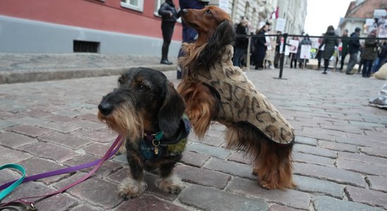 Būs jāčipo arī kaķi, bet suņus nedrīkstēs turēt piesietus, nolemj Saeima