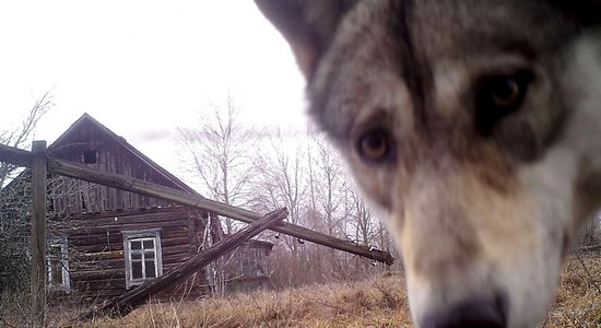 Zvēriņi ar 4 kājām un 2 spārniem Černobiļas katastrofas skartajās teritorijās