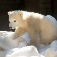 Foto: Tallinas Zoo apbur burvīga lāču meitenīte Nora