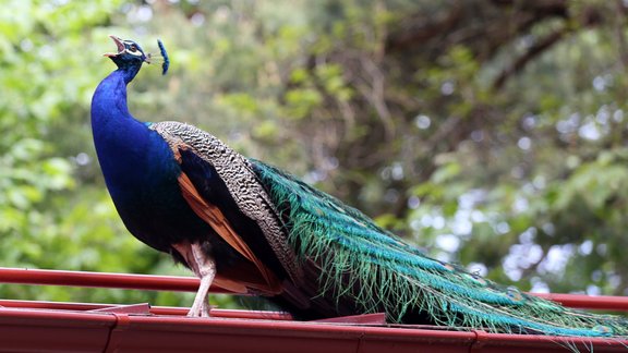 Zvēriņi bauda pavasari Rīgas Zoo - 7