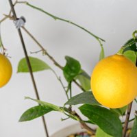 No sēklas audzēta citronkoka potēšana – kā to darīt mājas apstākļos