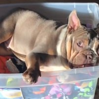 Adoptētais suns Bagijs, kas aizmieg, iekožoties kastē
