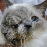 ФОТО, ВИДЕО: В США умер двумордый кот-долгожитель