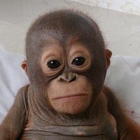 Labi ļaudis rūpējas par ļoti smuku orangutanu