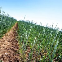 Почти во всех краях Латвии запрещено выращивание ГМО