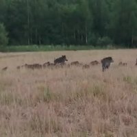 Video: Kupls mežacūku pulks Rēzeknes pļavās