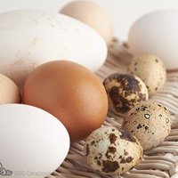 Ikdienas nemanāmais pavadonis – ola