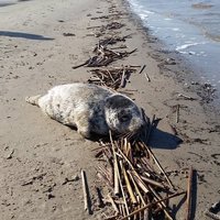 ФОТО: В Меллужи и Булдури нашли еще двух тюленят (+ комментарий зоопарка)