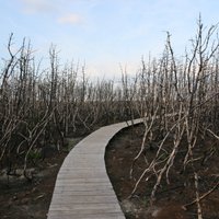 Засуха и ливни уничтожили лесопосадки в Латвии