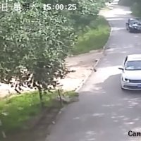 ВИДЕО: Камера сняла, как тигр убил женщину в сафари-парке Китая