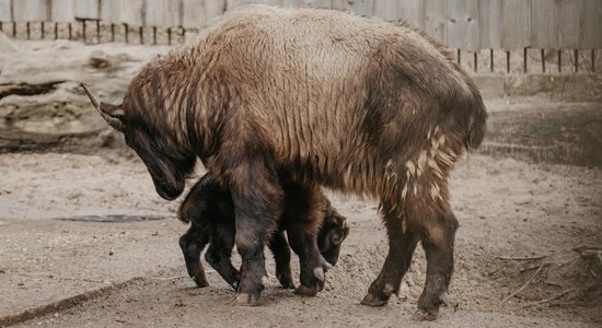 Zoodārza dzīvnieku pulkam pievienojas mišmi takinu mazulis – Apollons