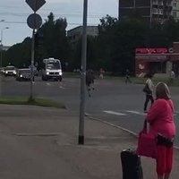 ФОТО, ВИДЕО ОЧЕВИДЦЕВ: На улице Илукстес по проезжей части бегает лось