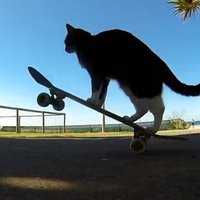 ВИДЕО: Кот-скейтбордист покоряет Интернет