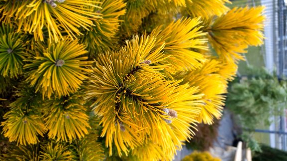 Kalnu priedes šķirne 'Wintergold', kalnu priede 'Wintergold', kalnu priede, Wintergold, Foto: "Labklājības dārzi" privātais arhīvs