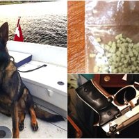 Notver Pļavnieku narkotirgoni; suns Vatsons atrod narkotiku slēptuves