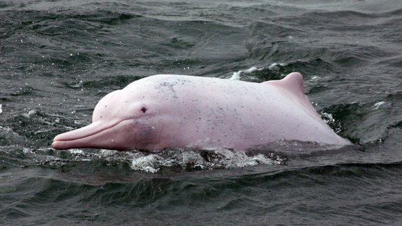 pink dolphin