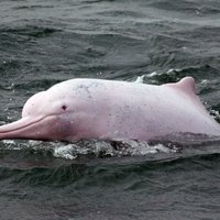ВИДЕО: Уникальный белый дельфин меняет цвет, когда злится или смущается