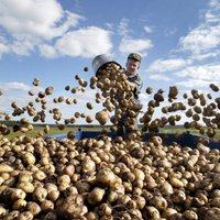 Gandrīz visos Latvijas novados aizliegta ĢMO audzēšana