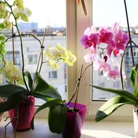 Zelta likumi, kas jāievēro kaprīzo orhideju kopšanā