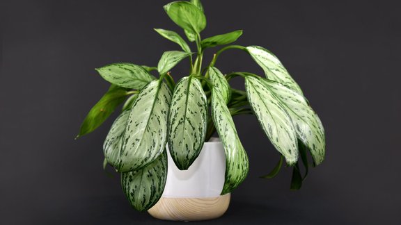 Aglonēmas Aglaonema