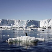 Krīze Antarktikā – tik maz jūras ledus tur nav bijis kopš novērojumu sākuma