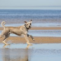 Suns Vecāķu pludmalē nogāž gar zemi bērnu; zoopsiholoģe nosoda saimnieka rīcību