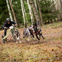 Latvijas sportistiem panākumi kamanu suņu sporta posmā Ikšķilē