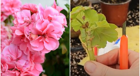 Video: Kā pavairot pelargonijas un rūpēties par tām martā