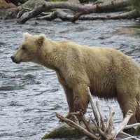 Divkārtējā čempione! Noskaidrots Aļaskas resnākais lācis