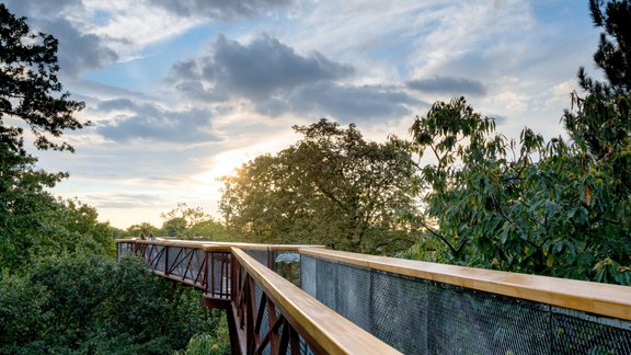 Treetop Walkway 1