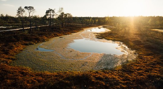 "Мы не портим воздух в Северной Европе": в Латвии опровергли выводы финнов о болотах Кемери