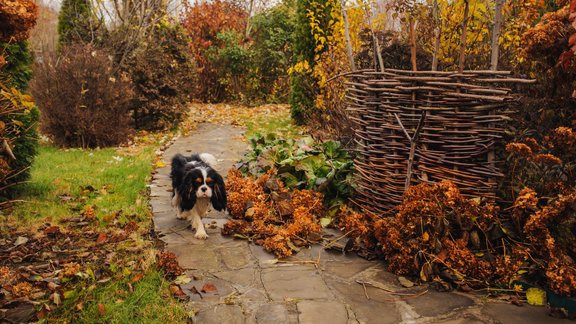 rudens lapkritis suns pastaiga dārzs pagalms 