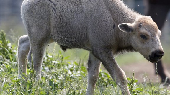 calf white bison