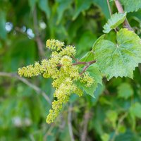 Rūpes par vīnogām ziedēšanas laikā