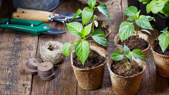 paprika, paprikas stāds, paprikas, podiņi, dārza šķēres 