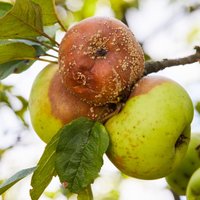 Eiropā strauji izplatās venēriskās slimības, jo īpaši gonoreja. Kas notiek Latvijā?