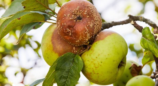 Eiropā strauji izplatās venēriskās slimības, jo īpaši gonoreja. Kas notiek Latvijā?