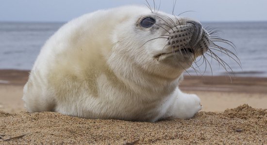 На берегу моря были замечены первые тюленята - не пытайтесь их спасать, лучше оставьте в покое