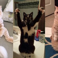 Staipās un sēž kā cilvēks: pasaulē slaveni kaķi ar dīvainiem paradumiem