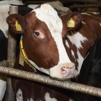 Фермер: неснижение цен на молоко в магазинах – свинство