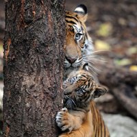 Indonēzijā vīrieši trīs dienas pavada kokā, glābjoties no tīģeriem