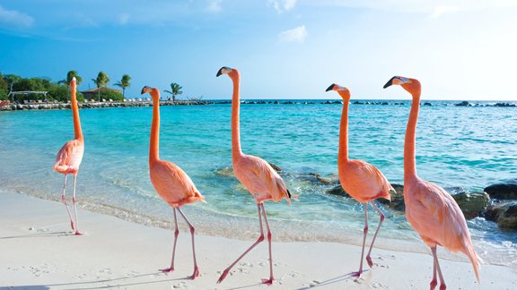 Flamingo, Aruba, pludmale