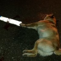 Autovadītājs Demenē savaino suni un aizbēg: kā jārīkojas, notriecot dzīvnieku