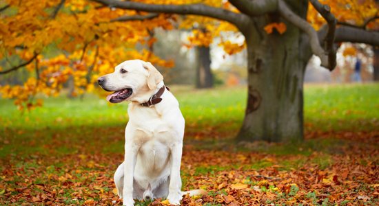 Labradors - universāls suns, kurš savaldzinās jebkuru