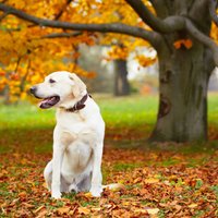 Labradors - universāls suns, kurš savaldzinās jebkuru