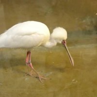 Video: Rīgas zoodārza flamingu mājā valda romantika