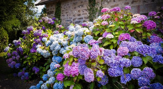 Maģiskās un košās dārza 'bumbas', kas spēj mainīt krāsu, - hortenzijas